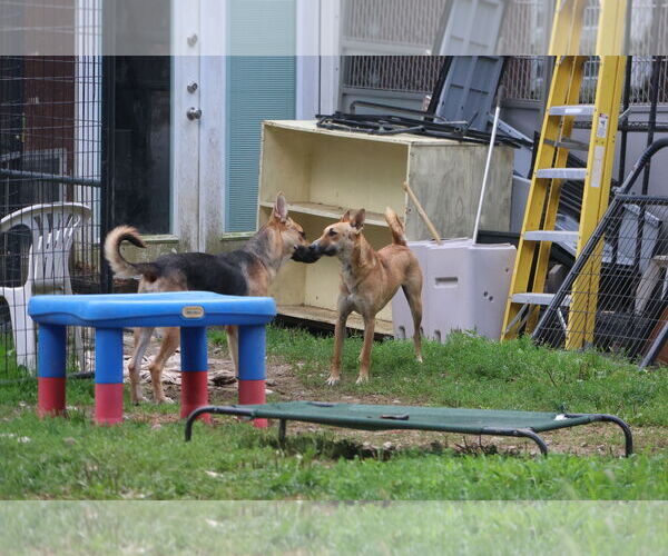 Medium Photo #19 German Shepherd Dog Puppy For Sale in Sebec, ME, USA