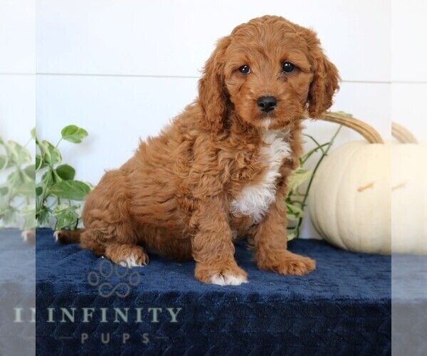 Medium Photo #5 Cavapoo Puppy For Sale in NARVON, PA, USA