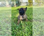 Small Photo #5 Belgian Malinois Puppy For Sale in PALMHURST, TX, USA