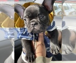 Small Photo #5 French Bulldog Puppy For Sale in SAN LEANDRO, CA, USA