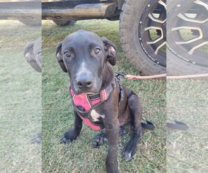 American Bulldog-Unknown Mix Dogs for adoption in Rutledge, TN, USA