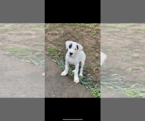 Dogo Argentino Puppy for sale in ALPHARETTA, GA, USA