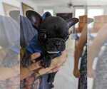 Puppy 1 French Bulldog