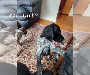 German Shorthaired Pointer Puppy for Sale in N SYRACUSE, New York USA