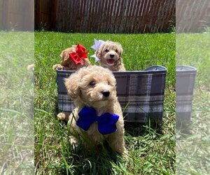 Maltipoo Litter for sale in RAPID CITY, SD, USA