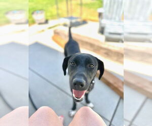 Labrador Retriever-Unknown Mix Dogs for adoption in Sandy, UT, USA