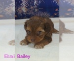 Small #3 Yorkipoo