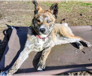 Siberian Husky-Unknown Mix Dogs for adoption in Holly Springs, NC, USA