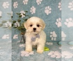 Small #7 Mal-Shi