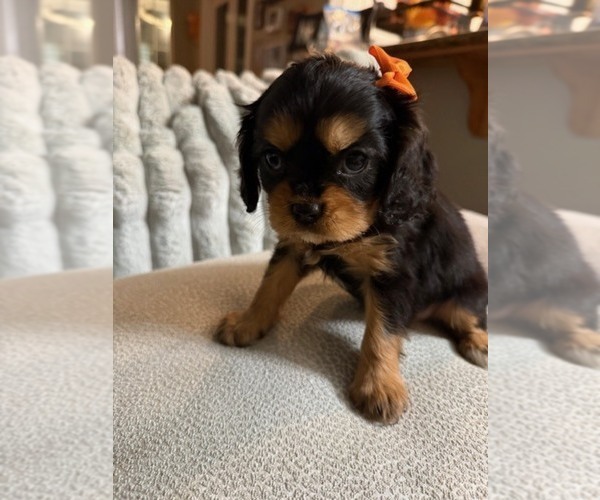Medium Photo #4 Cavalier King Charles Spaniel Puppy For Sale in NAMPA, ID, USA