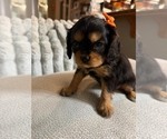 Small #3 Cavalier King Charles Spaniel