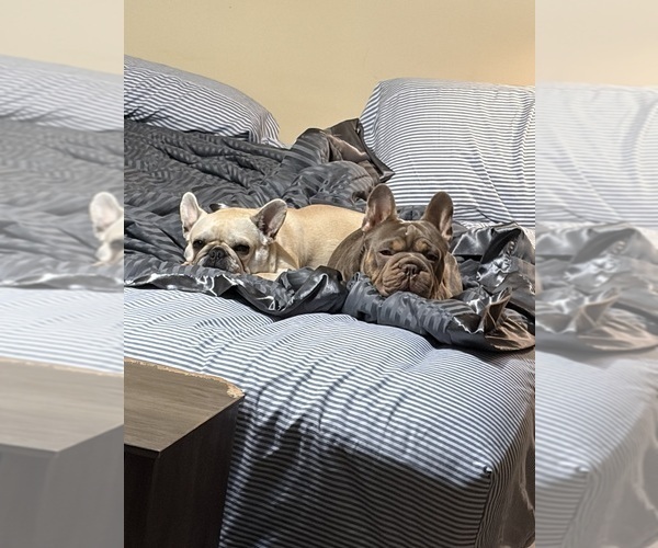 Medium Photo #12 French Bulldog Puppy For Sale in LEESVILLE, LA, USA