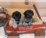 Small Photo #2 German Shorthaired Pointer Puppy For Sale in GAFFNEY, SC, USA