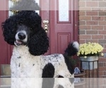 Small Photo #1 Bernedoodle Puppy For Sale in GARRETTSVILLE, OH, USA