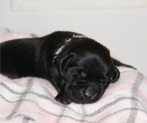 Labrador Retriever Litter for sale in HYDE PARK, VT, USA