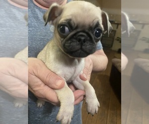 Pug Puppy for sale in ABERDEEN, WA, USA