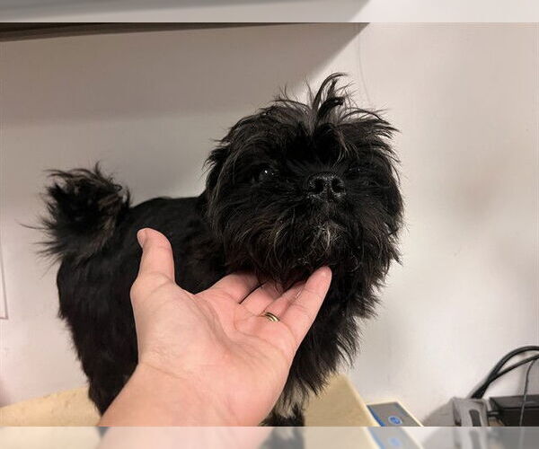 Medium Photo #1 Affenpinscher Puppy For Sale in Corona, CA, USA