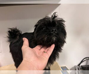 Affenpinscher Dogs for adoption in Corona, CA, USA