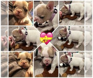 French Bulldog Puppy for Sale in RIPLEY, West Virginia USA