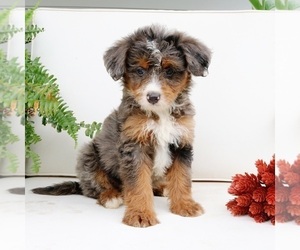 Bernedoodle (Miniature) Puppy for sale in EPHRATA, PA, USA