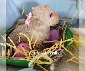 Schnoodle (Miniature) Dog for Adoption in CASSVILLE, Missouri USA
