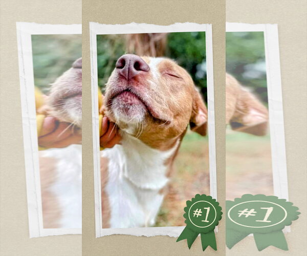 Medium Photo #1 Mutt Puppy For Sale in columbia, SC, USA