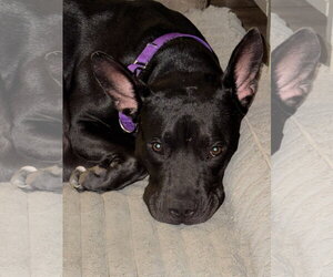 Kenya - Female Mutt Dog for Adoption - Photo #10