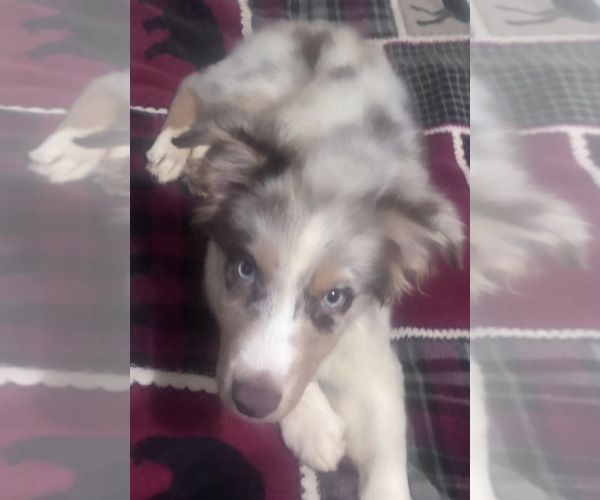 Medium Photo #24 Australian Shepherd Puppy For Sale in ROY, UT, USA