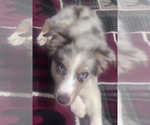 Puppy Male 2 Australian Shepherd