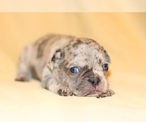 French Bulldog Puppy for sale in BERKELEY LAKE, GA, USA