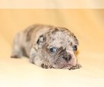 Small Photo #1 French Bulldog Puppy For Sale in BERKELEY LAKE, GA, USA