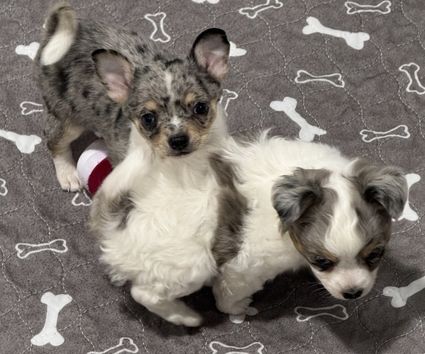 Medium Photo #1 Chihuahua Puppy For Sale in MARCUS, IA, USA