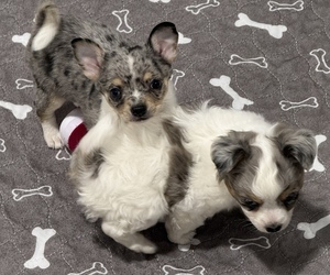 Chihuahua Puppy for sale in MARCUS, IA, USA