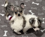 Litter of 2 - Male(s) and Female(s) ChihuahuaLitter of Puppies for Sale - Small photo