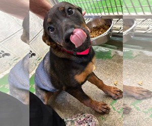 Rottweiler-Unknown Mix Dogs for adoption in Rustburg, VA, USA