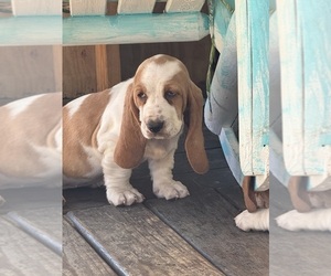 Basset Hound Puppy for sale in GREENVILLE, AL, USA