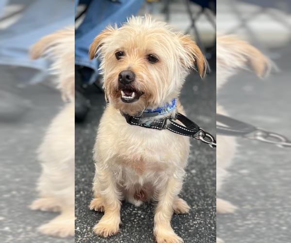 Medium Photo #2 Mutt Puppy For Sale in Cranston, RI, USA