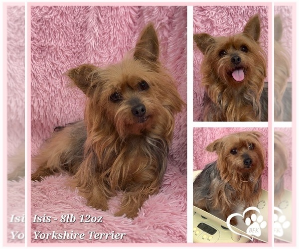 Medium Photo #1 Yorkshire Terrier Puppy For Sale in SPOKANE, WA, USA