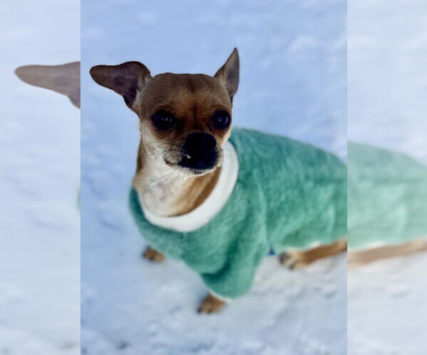 Medium Photo #2 Chihuahua Puppy For Sale in Oak Bluffs, MA, USA