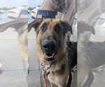 Small #3 German Shepherd Dog