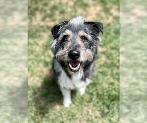 Bearded Collie-Unknown Mix Dogs for adoption in Dana Point, CA, USA