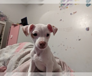 Jack Russell Terrier Puppy for sale in HOWELL, NJ, USA