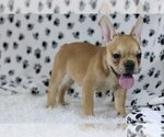 Small Photo #1 French Bulldog Puppy For Sale in INDIALANTIC, FL, USA