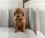 Small Photo #5 Goldendoodle Puppy For Sale in FONTANA, CA, USA