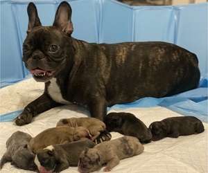 Mother of the French Bulldog puppies born on 10/27/2021