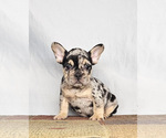 Small #3 French Bulldog