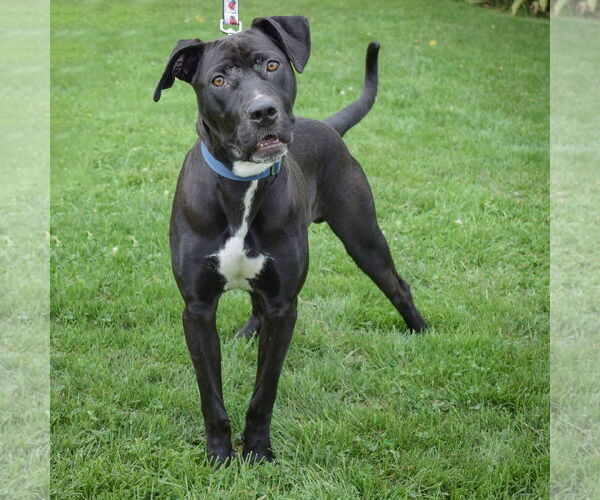Medium Photo #7 American Staffordshire Terrier-Unknown Mix Puppy For Sale in Huntley, IL, USA