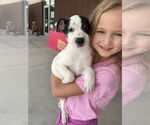 Small #1 Jack Russell Terrier Mix
