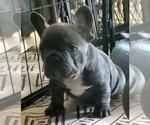 Small #4 French Bulldog