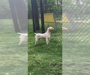 Mutt Dogs for adoption in Temple, TX, USA